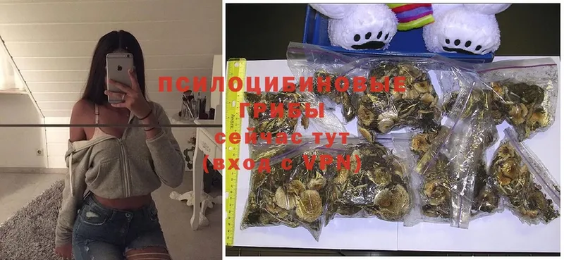 сколько стоит  Богородск  Псилоцибиновые грибы MAGIC MUSHROOMS 